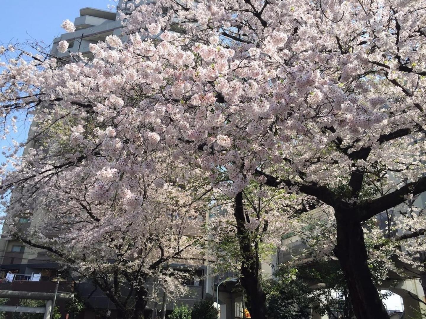 Building A101 / Vacation Stay 1274 도쿄 외부 사진